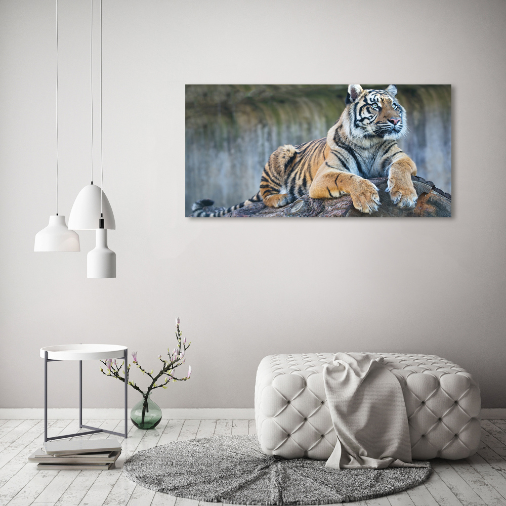 Obraz zdjęcie na scianę akrylowy Tygrys