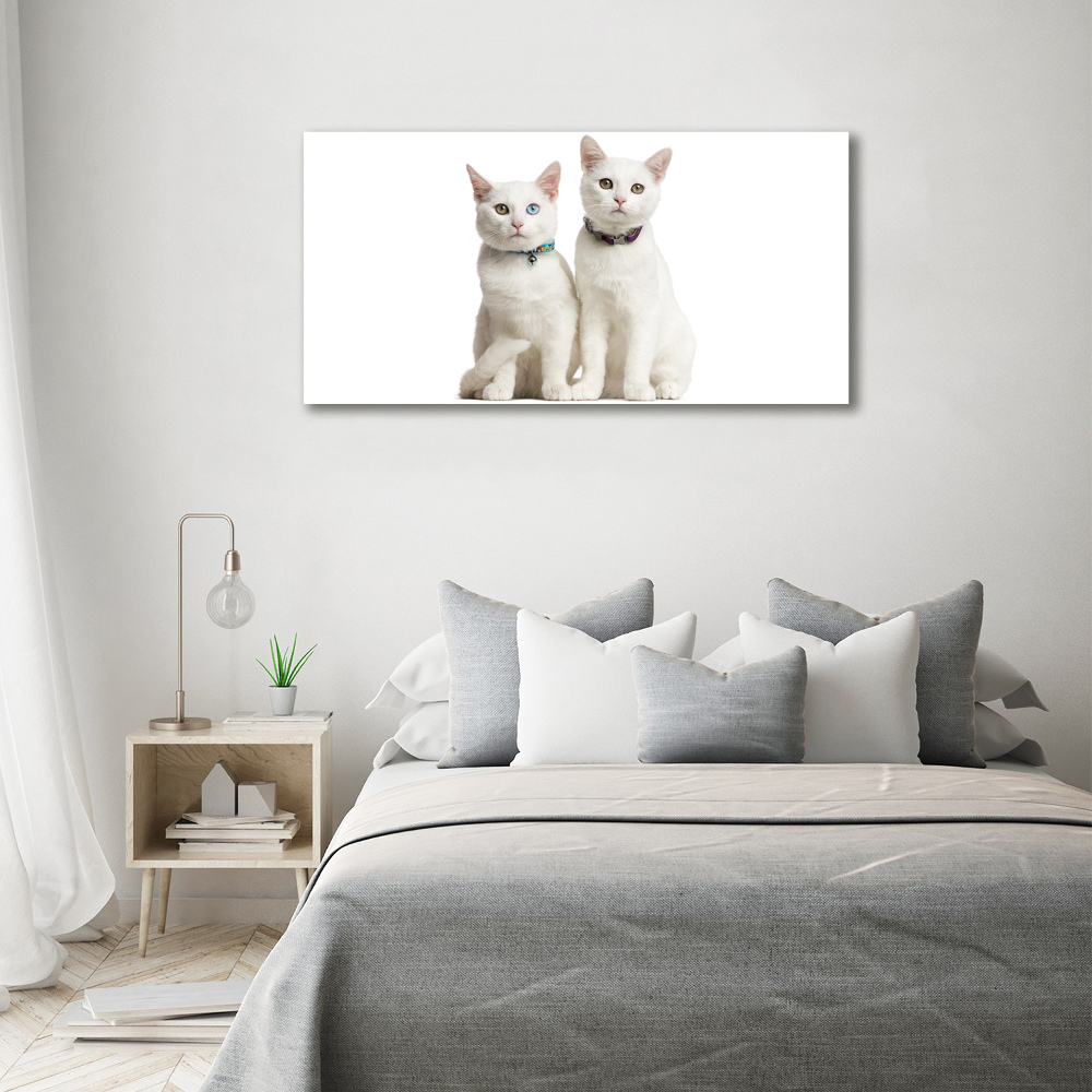 Obraz zdjęcie na ścianę akryl Białe koty
