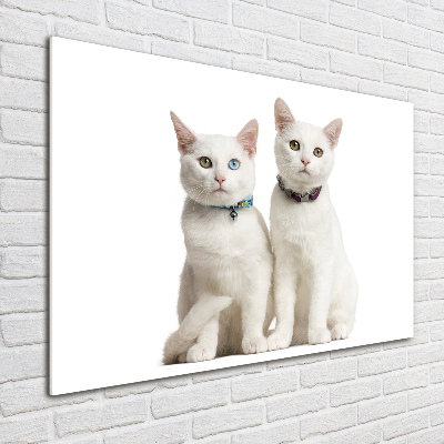 Obraz zdjęcie na ścianę akryl Białe koty