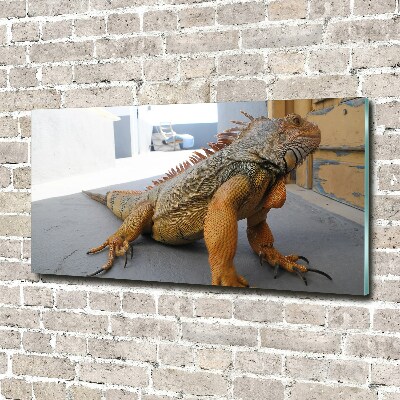 Obraz zdjęcie na scianę akrylowy Iguana
