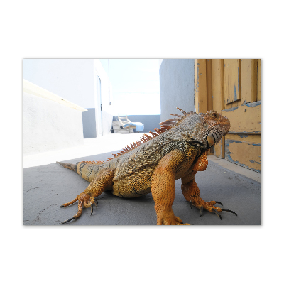 Obraz zdjęcie na scianę akrylowy Iguana