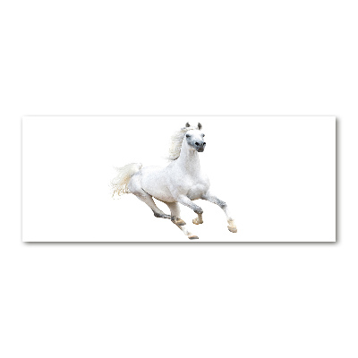 Foto obraz szkło akryl Biały arabski koń