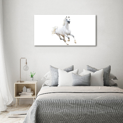 Foto obraz szkło akryl Biały arabski koń