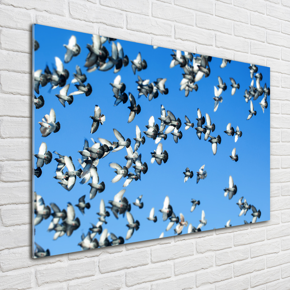 Obraz zdjęcie szkło akryl Stado gołębi