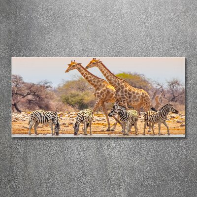 Obraz zdjęcie szkło akryl Żyrafy i zebry
