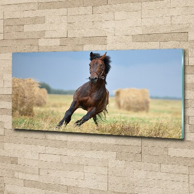 Obraz zdjęcie szkło akryl Koń w galopie