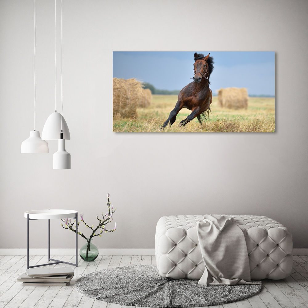 Obraz zdjęcie szkło akryl Koń w galopie