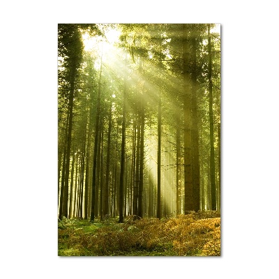 Obraz zdjęcie szkło akryl pionowy Słońce w lesie