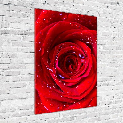 Obraz zdjęcie szkło akryl pionowy Czerwona róża