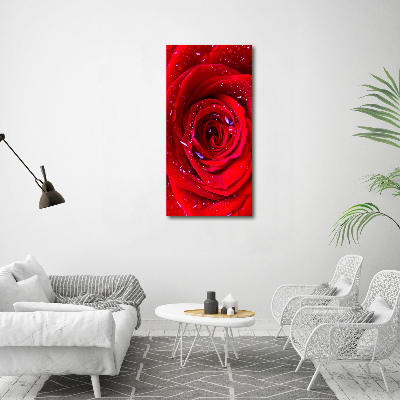 Obraz zdjęcie szkło akryl pionowy Czerwona róża