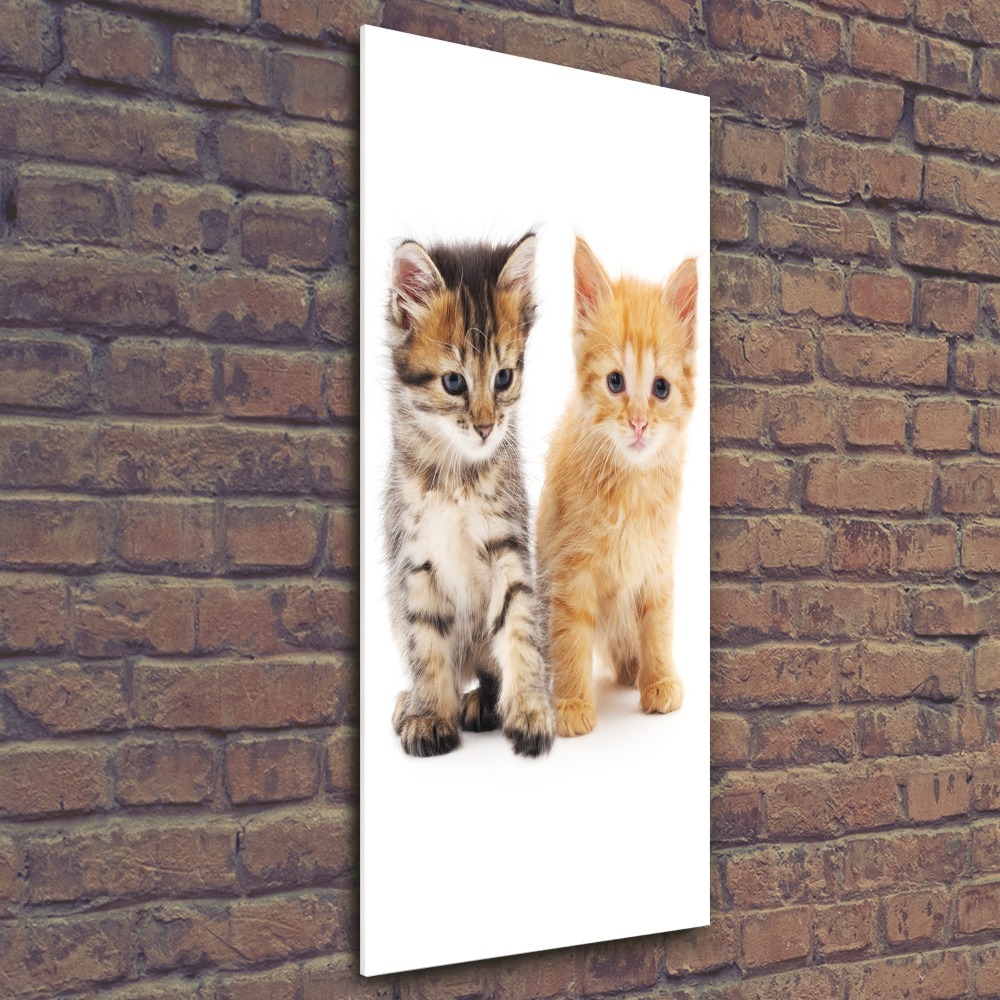 Foto obraz duży na scianę akrylowy pionowy Szary i rudy kot