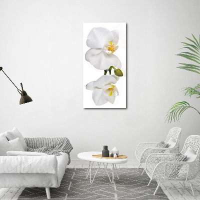 Obraz zdjęcie szkło akryl pionowy Biała orchidea