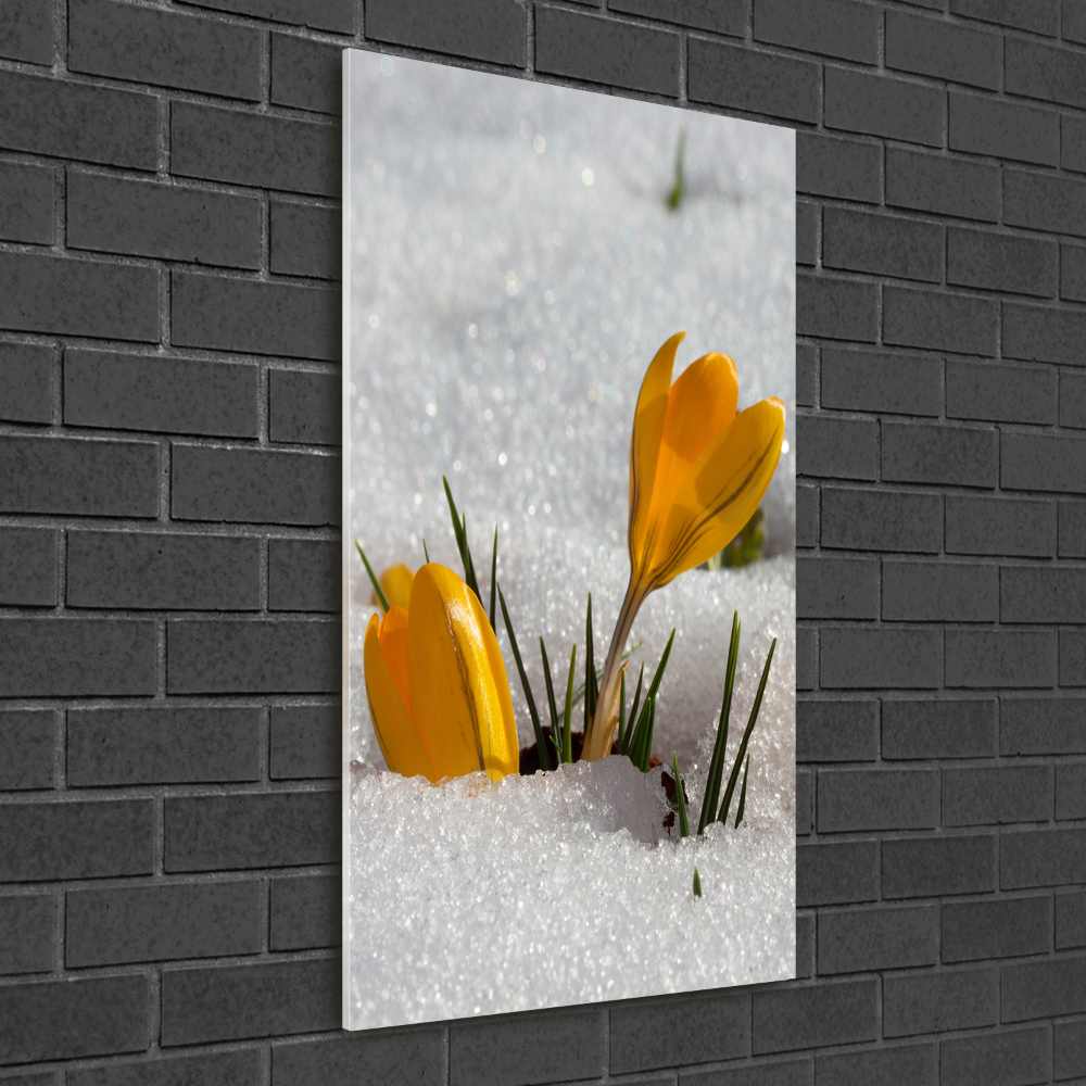 Obraz zdjęcie szkło akryl pionowy Żółte krokusy