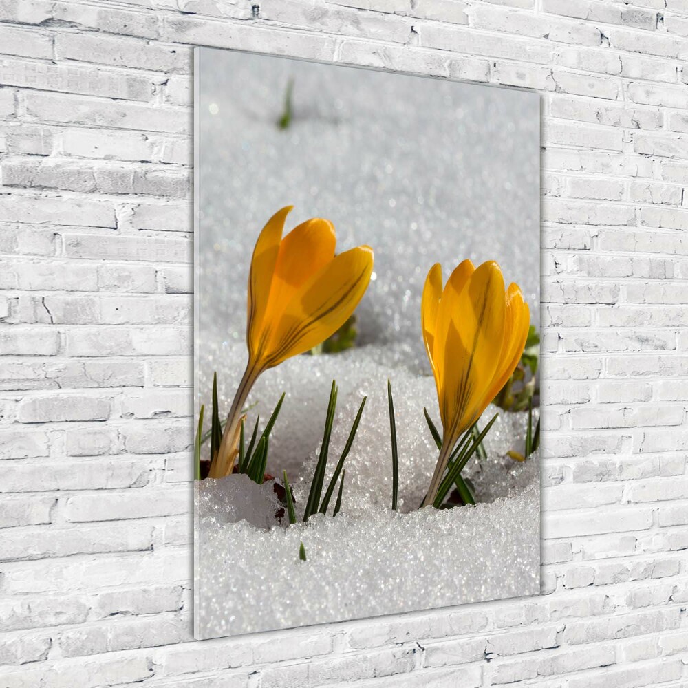Obraz zdjęcie szkło akryl pionowy Żółte krokusy