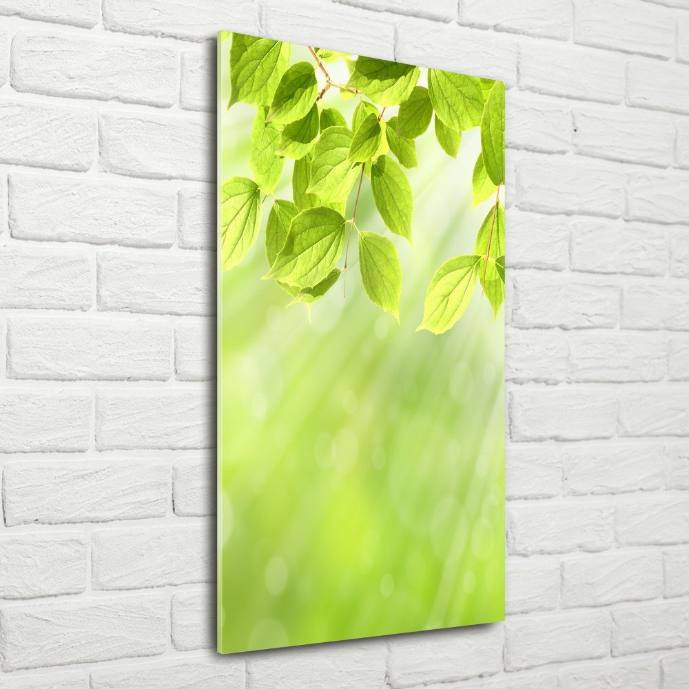 Foto obraz na ścianę szkło akrylowe pionowy Zielone listki