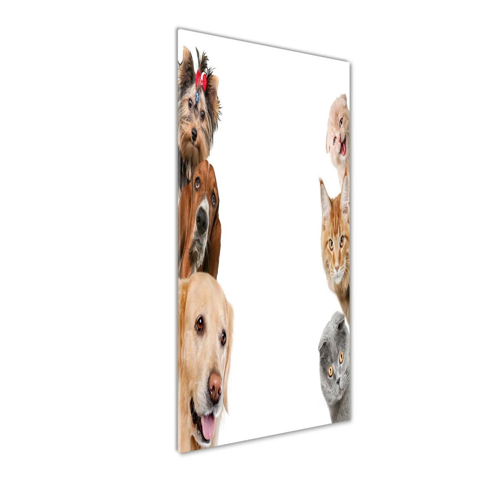 Foto Obraz zdjęcie na scianę akrylowy pionowy Psy i koty