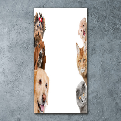 Foto Obraz zdjęcie na scianę akrylowy pionowy Psy i koty