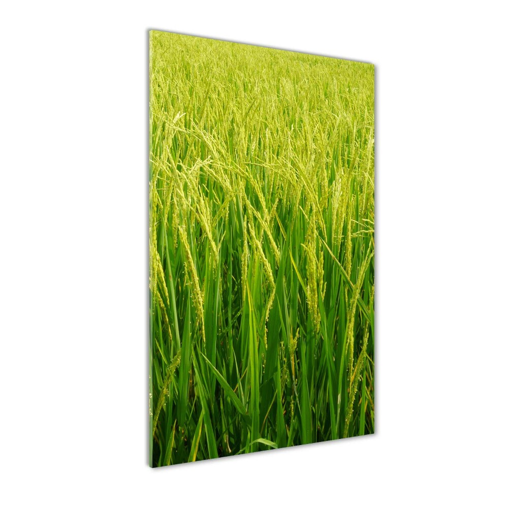 Obraz zdjęcie szkło akryl pionowy Plantacja ryżu