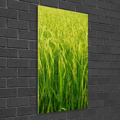 Obraz zdjęcie szkło akryl pionowy Plantacja ryżu