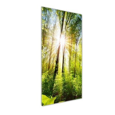 Obraz zdjęcie szkło akryl pionowy Słońce w lesie