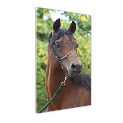 Foto obraz szkło akryl pionowy Portret konia