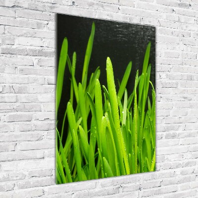 Obraz zdjęcie szkło akryl pionowy Źdźbła trawy