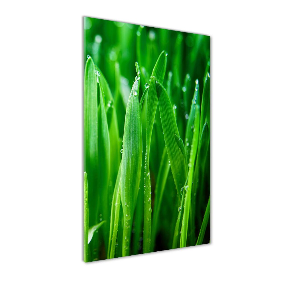 Obraz zdjęcie szkło akryl pionowy Źdźbła trawy