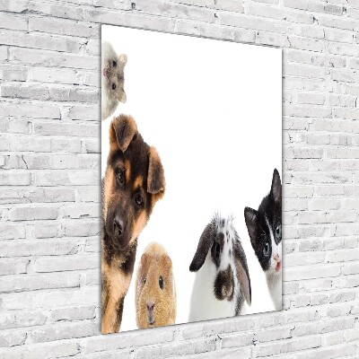 Foto-obraz akrylowy pionowy Zwierzęta domowe