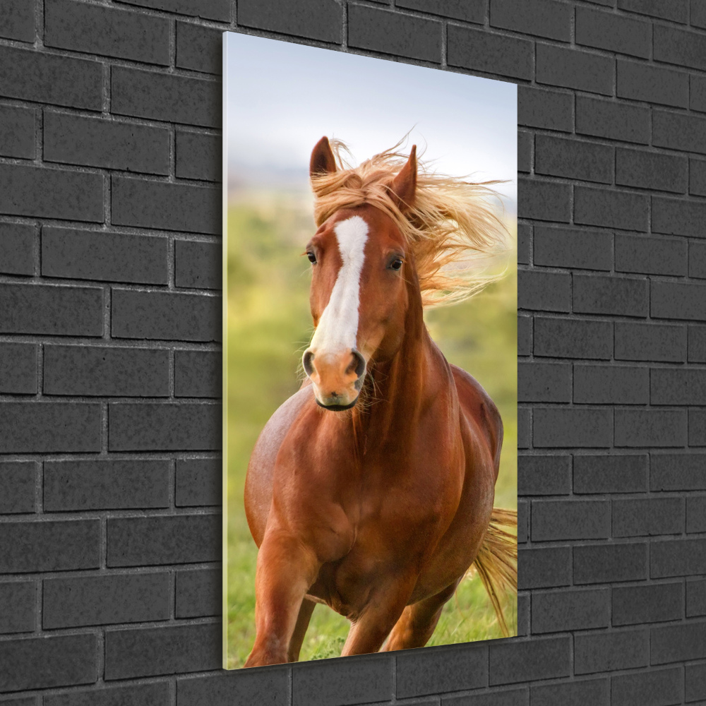 Foto-obraz szkło akryl pionowy Koń w galopie