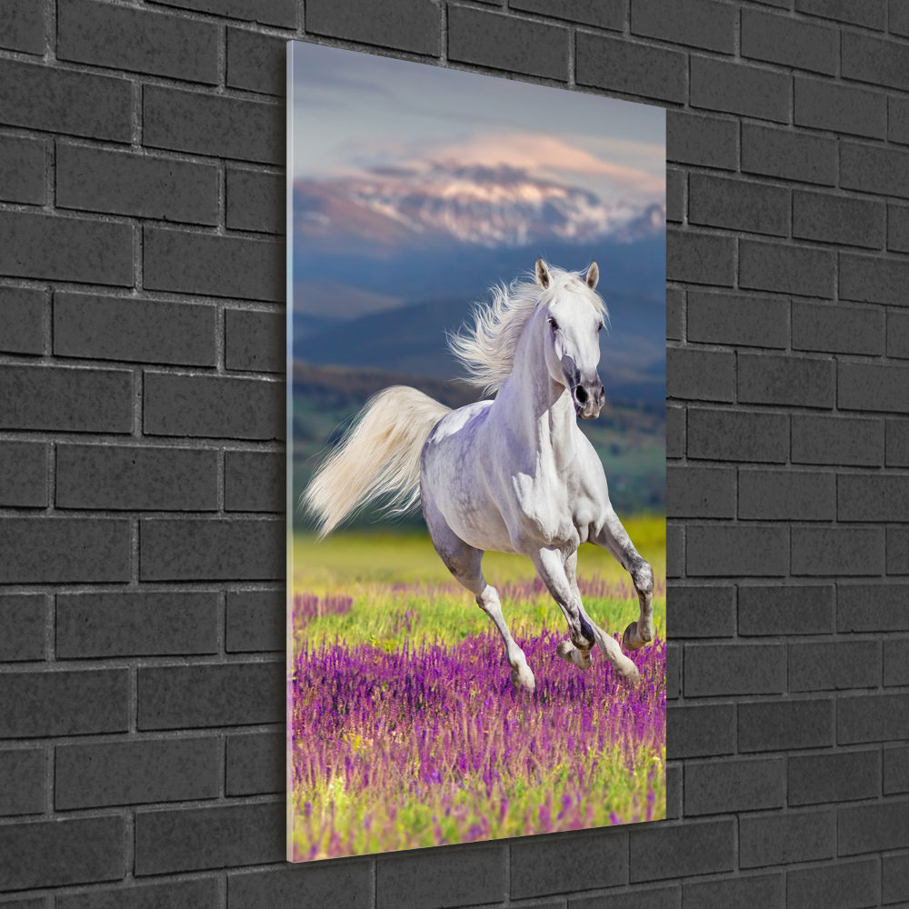 Foto-obraz szkło akryl pionowy Biały koń w galopie
