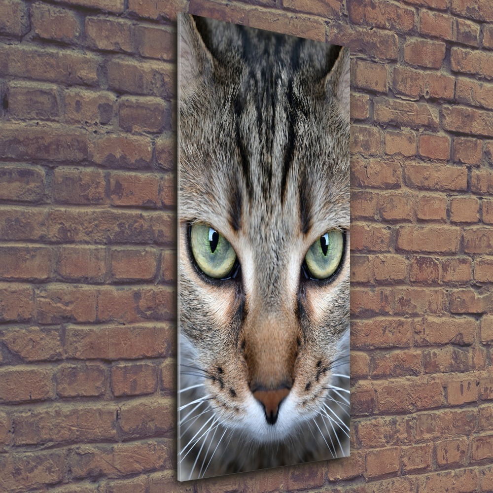 Foto-obraz szkło akryl pionowy Oczy kota
