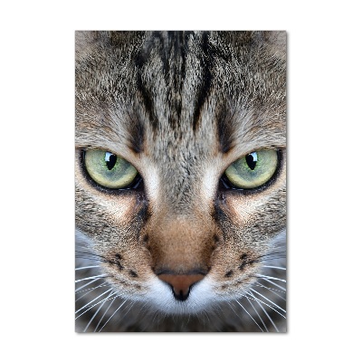 Foto-obraz szkło akryl pionowy Oczy kota