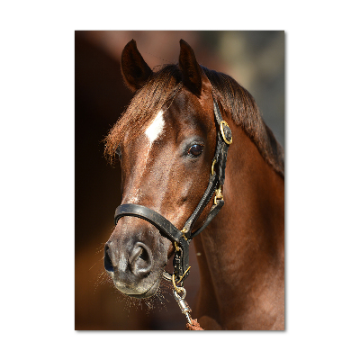 Foto-obraz szkło akryl pionowy Portret konia