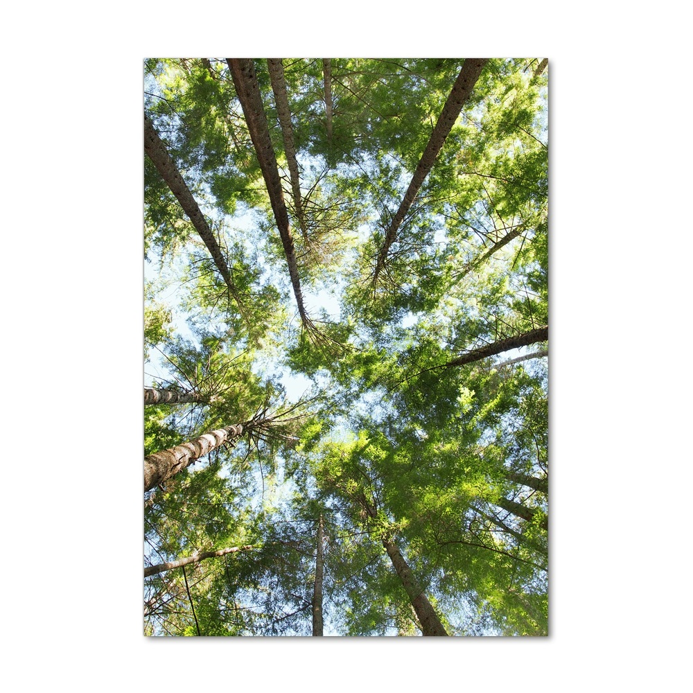 Obraz zdjęcie szkło akryl pionowy Korona drzew