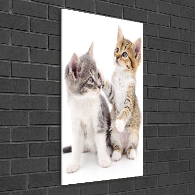Foto-obraz szkło akryl pionowy Dwa małe koty