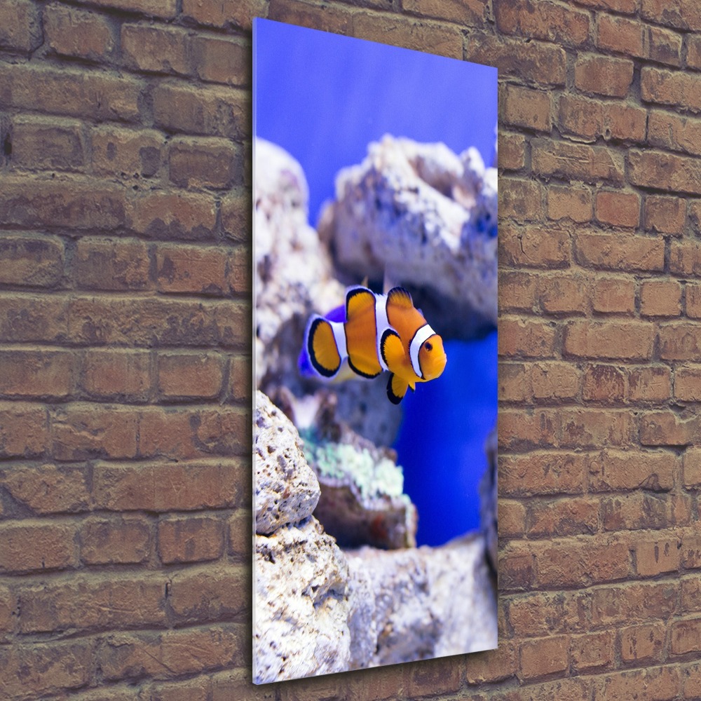 Foto-obraz akrylowy pionowy Ryba Nemo