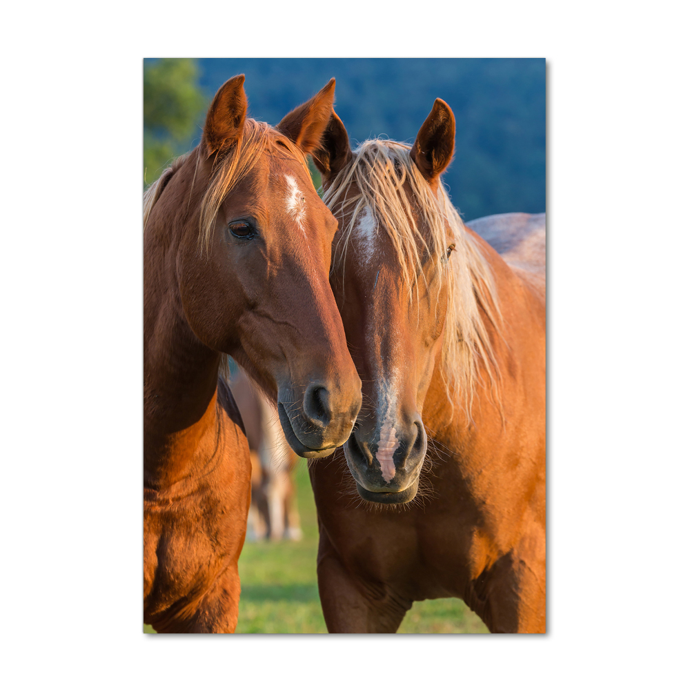 Foto obraz szkło akryl pionowy Dwa konie