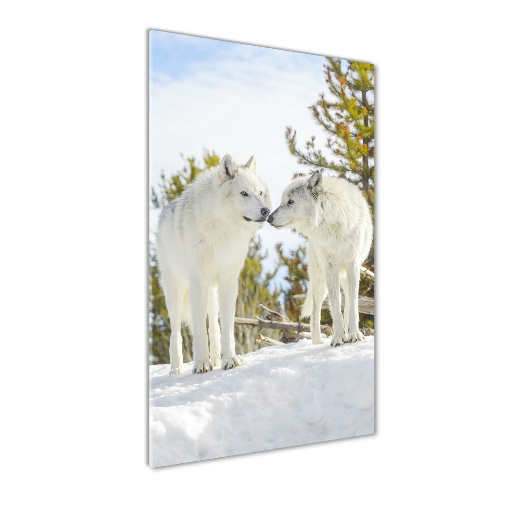 Foto obraz szkło akryl pionowy Dwa białe wilki