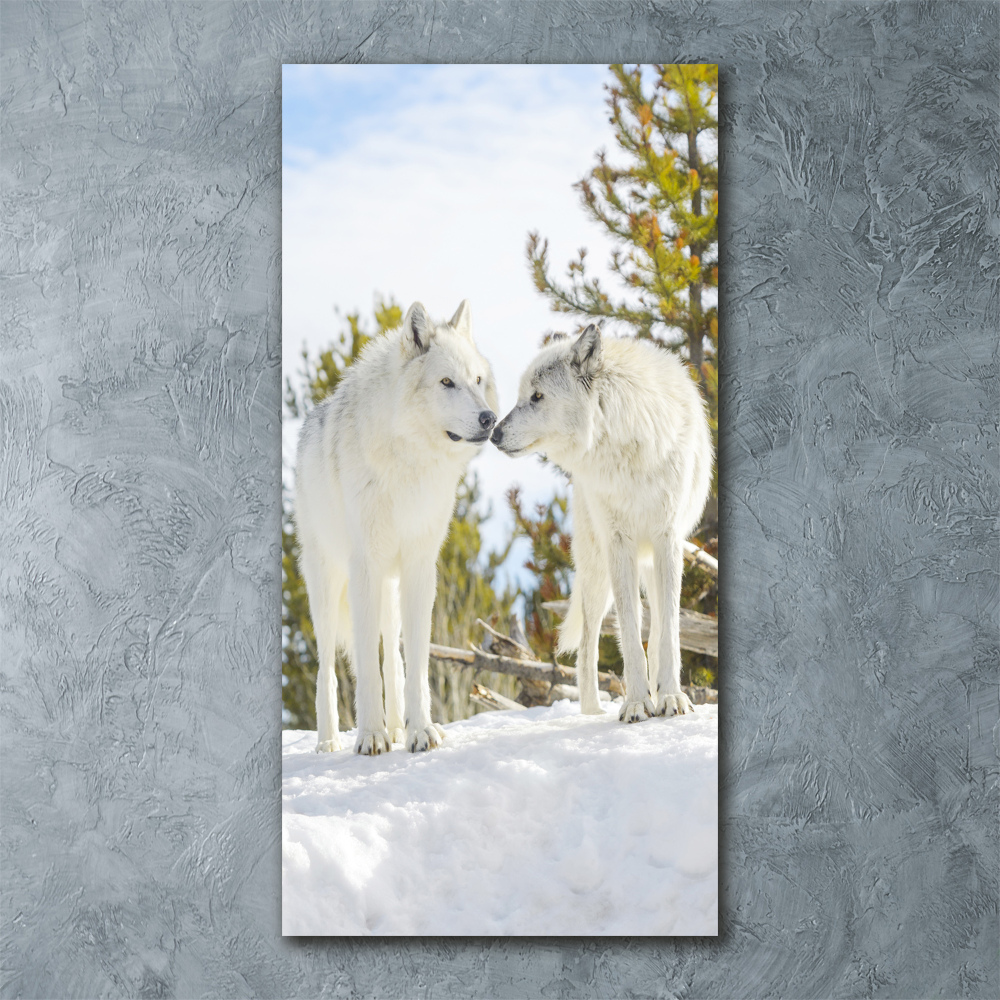 Foto obraz szkło akryl pionowy Dwa białe wilki