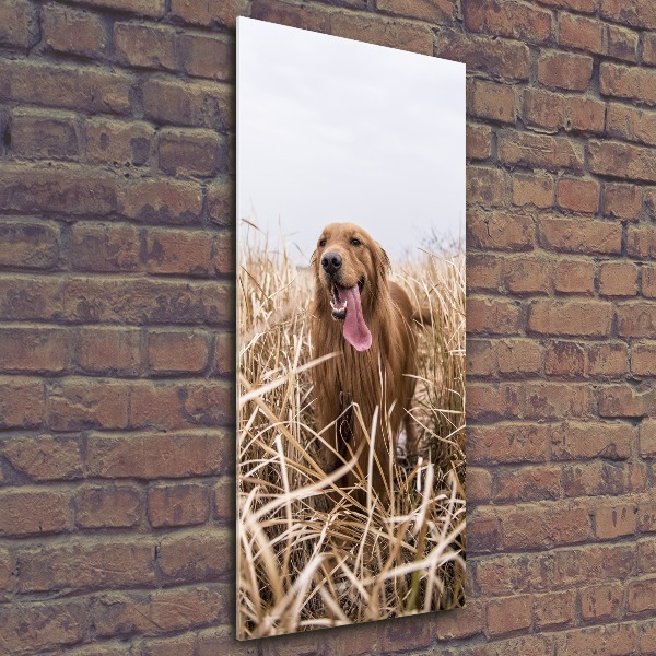 Foto obraz szkło akryl pionowy Golden retriever