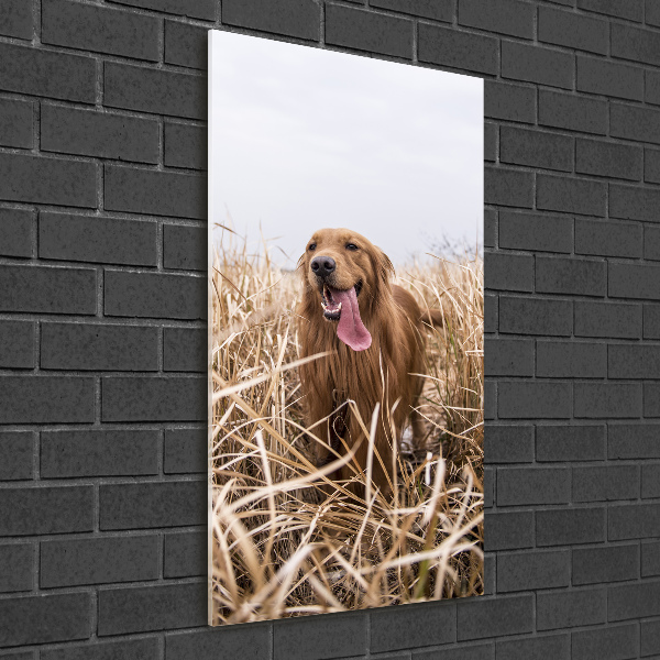 Foto obraz szkło akryl pionowy Golden retriever