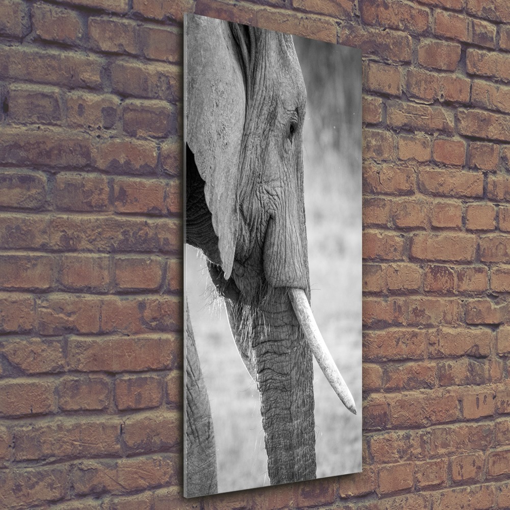 Foto obraz szkło akryl pionowy Słoń