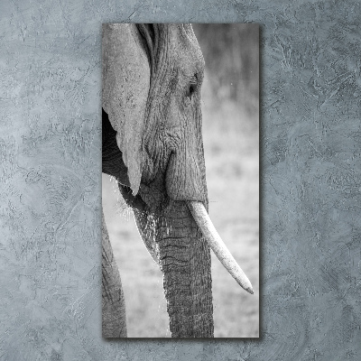 Foto obraz szkło akryl pionowy Słoń