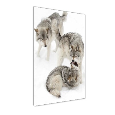 Foto obraz szkło akryl pionowy Szare wilki