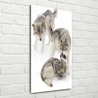 Foto obraz szkło akryl pionowy Szare wilki