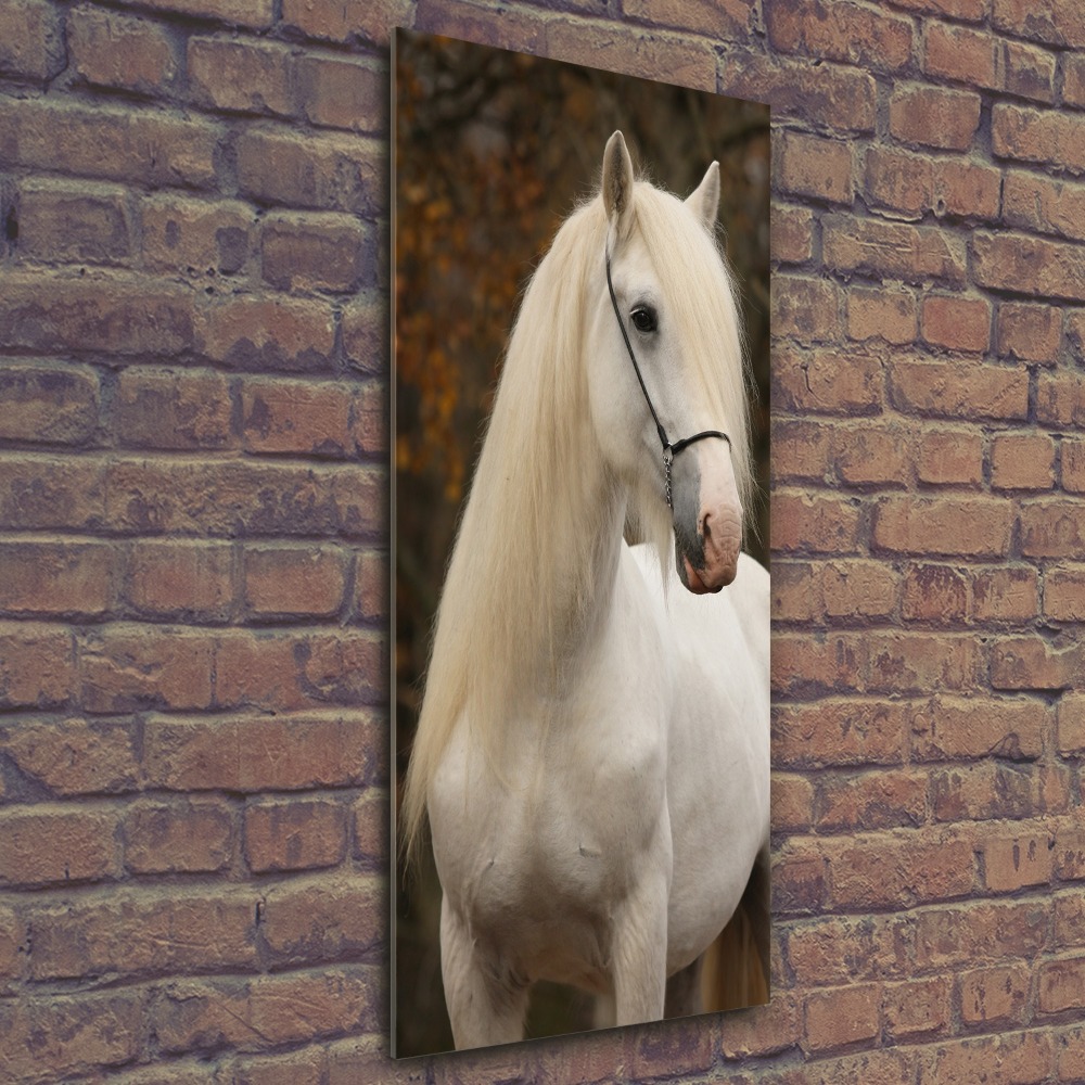 Foto obraz akryl pionowy Biały koń