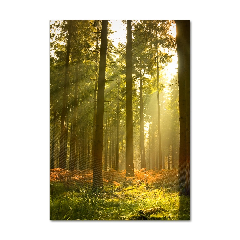 Obraz zdjęcie szkło akryl pionowy Piękny las