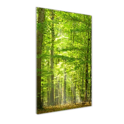 Obraz zdjęcie akryl pionowy Las bukowy
