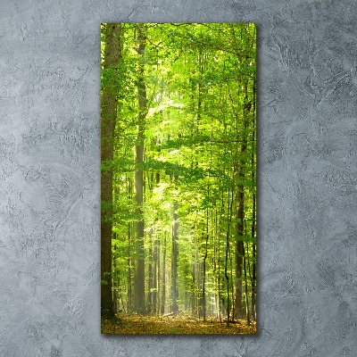 Obraz zdjęcie akryl pionowy Las bukowy