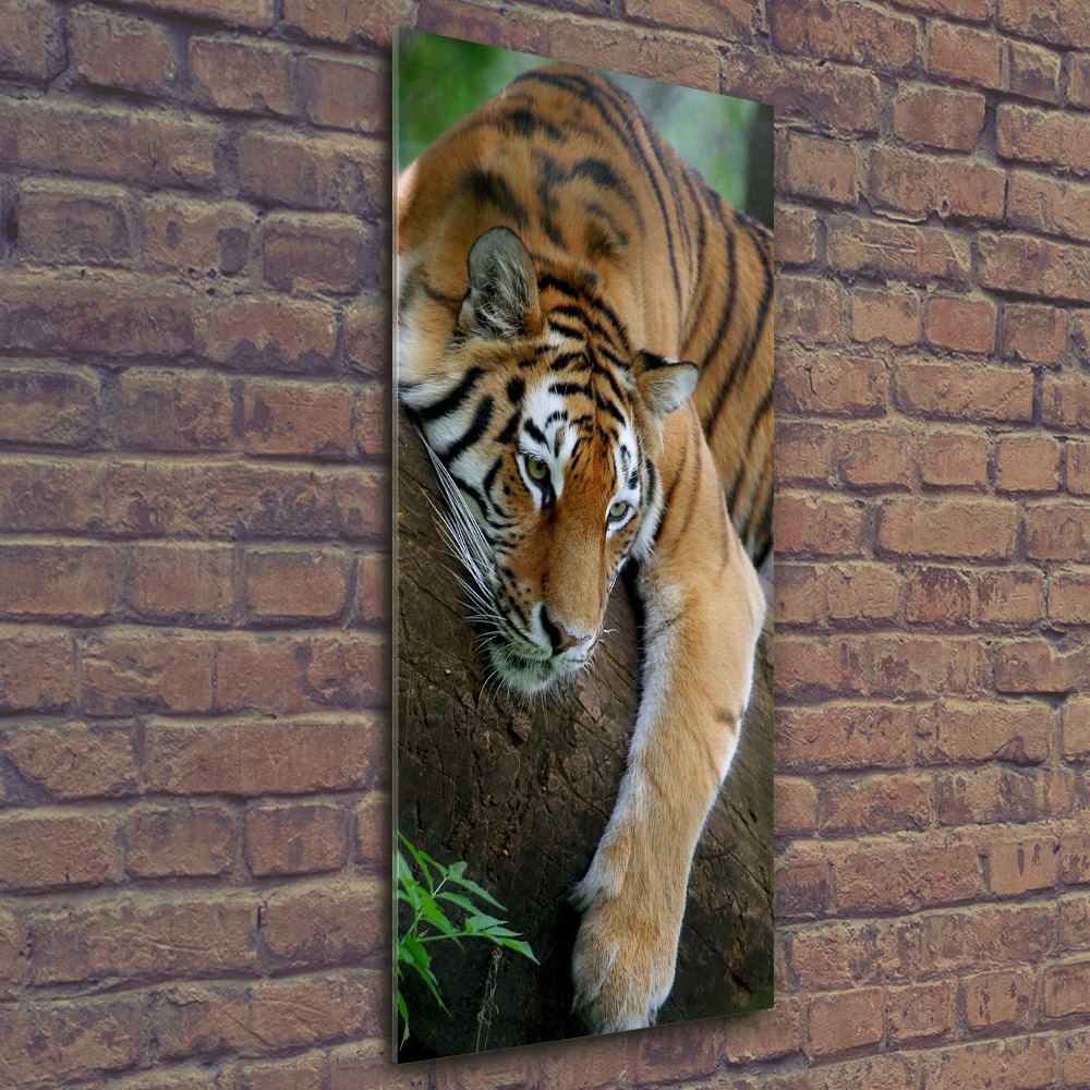 Foto obraz szkło akryl pionowy Tygrys na drzewie